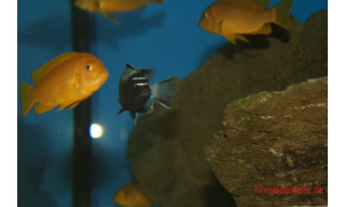 Pseudotropheus membe deep